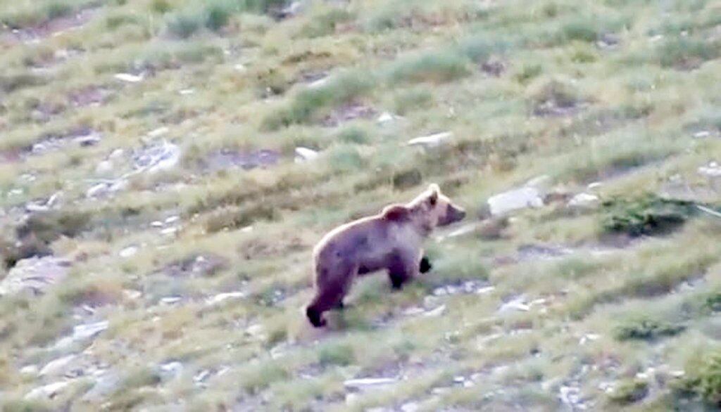 Un os passejant-se per les muntanyes d'Alins