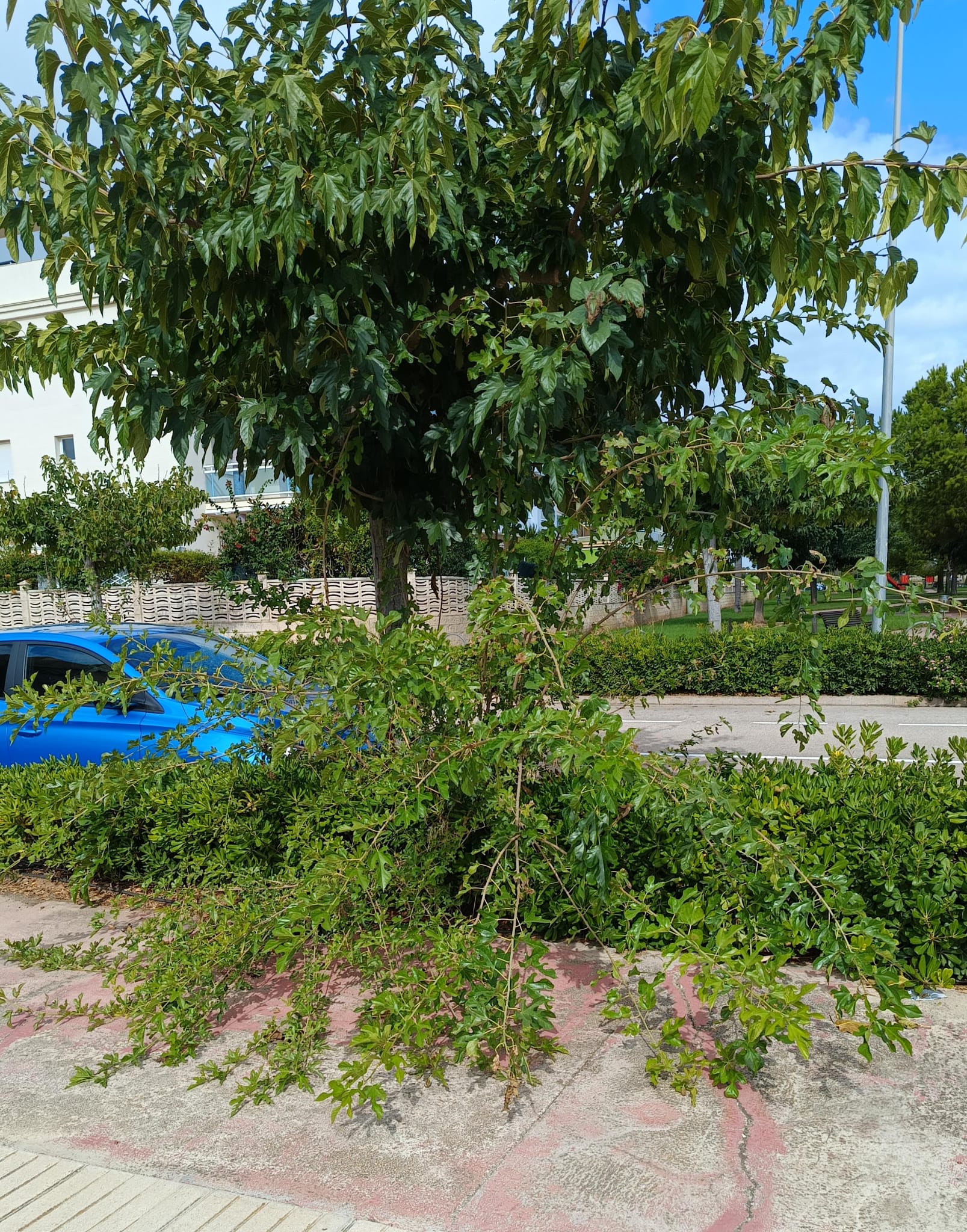 Compromís por Xeraco denuncia la gestión del PP en el mantenimiento de los espacios verdes del municipio