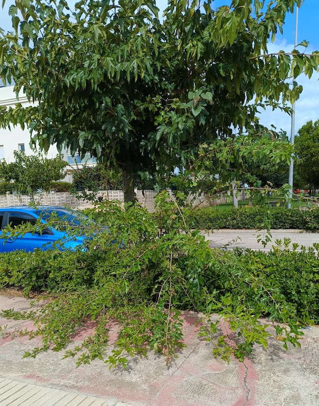 Compromís por Xeraco denuncia la gestión del PP en el mantenimiento de los espacios verdes del municipio