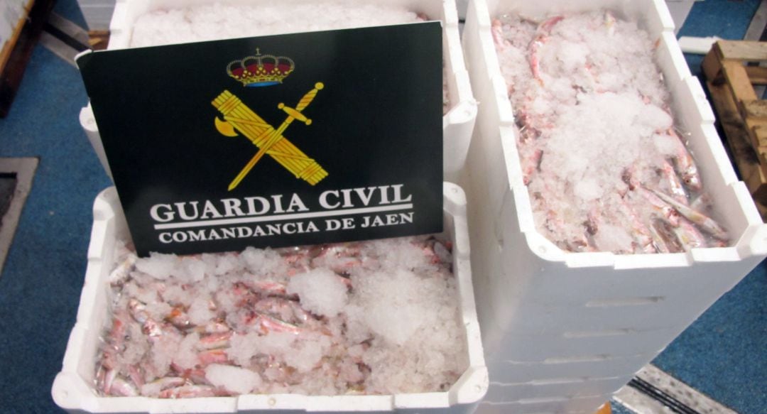 Salmonetes intervenidos por la Guardia Civil en Guarromán.