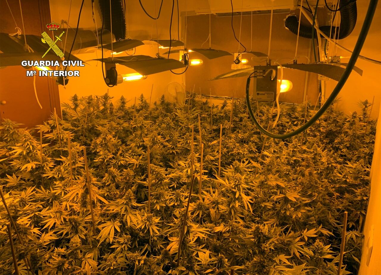 Una alarma de robo descubre un invernadero con más de 500 plantas de marihuana en Los Urrutias