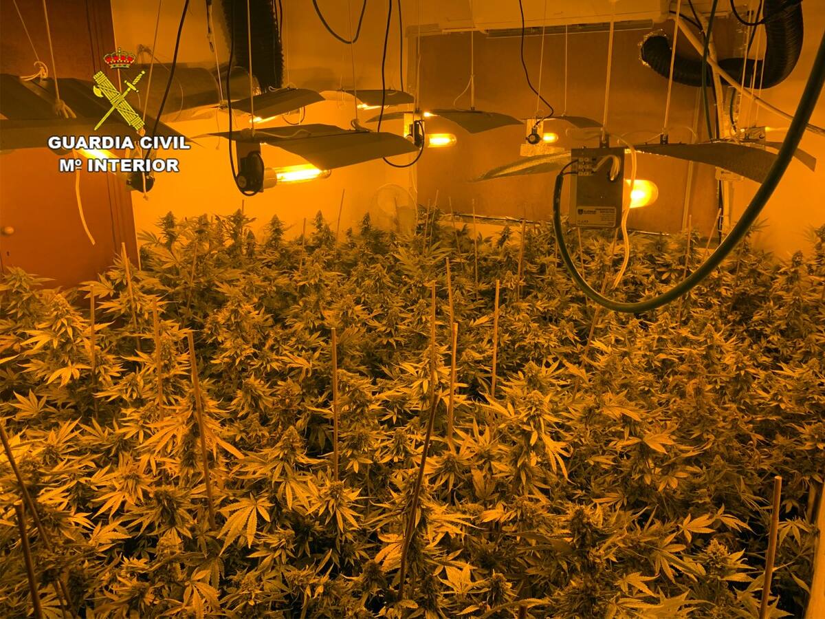 Una alarma de robo descubre un invernadero con más de 500 plantas de marihuana en Los Urrutias