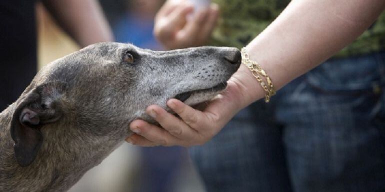 Un perro es acariciado por su dueña