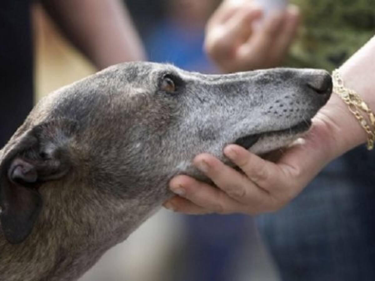 Las protectoras y centros de acogida de animales de la provincia están al completo