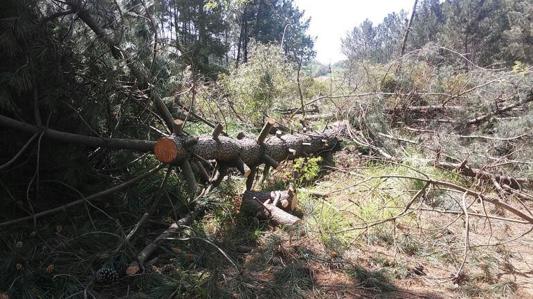 Uno de los ejemplares talados en Torres