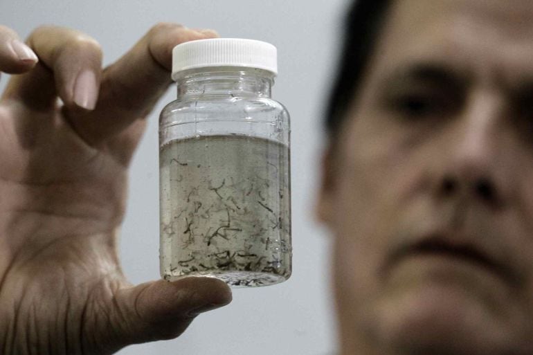 Frasco con larvas del mosquito Aedes Aegypti, transmisor del virus del Zika.