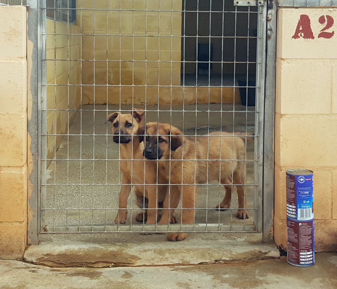 Perros en la Sociedad Protectora de Animales de Málaga 