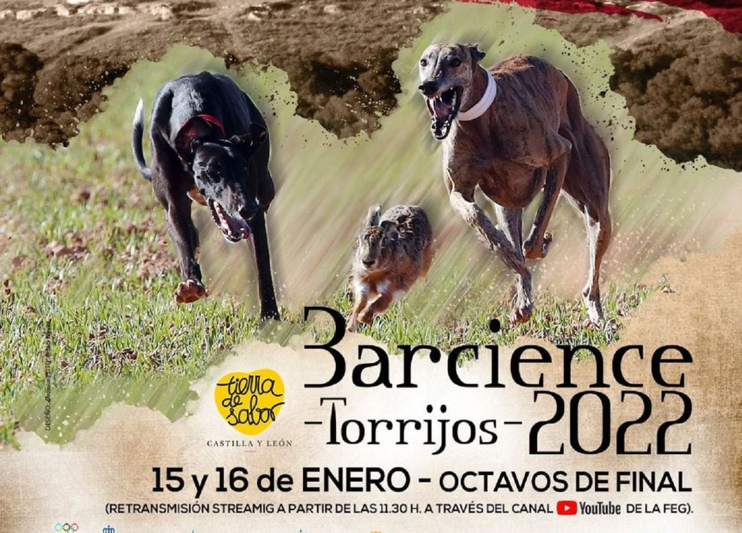 Comienza la fase final del Campeonato de España de Galgos en Campo