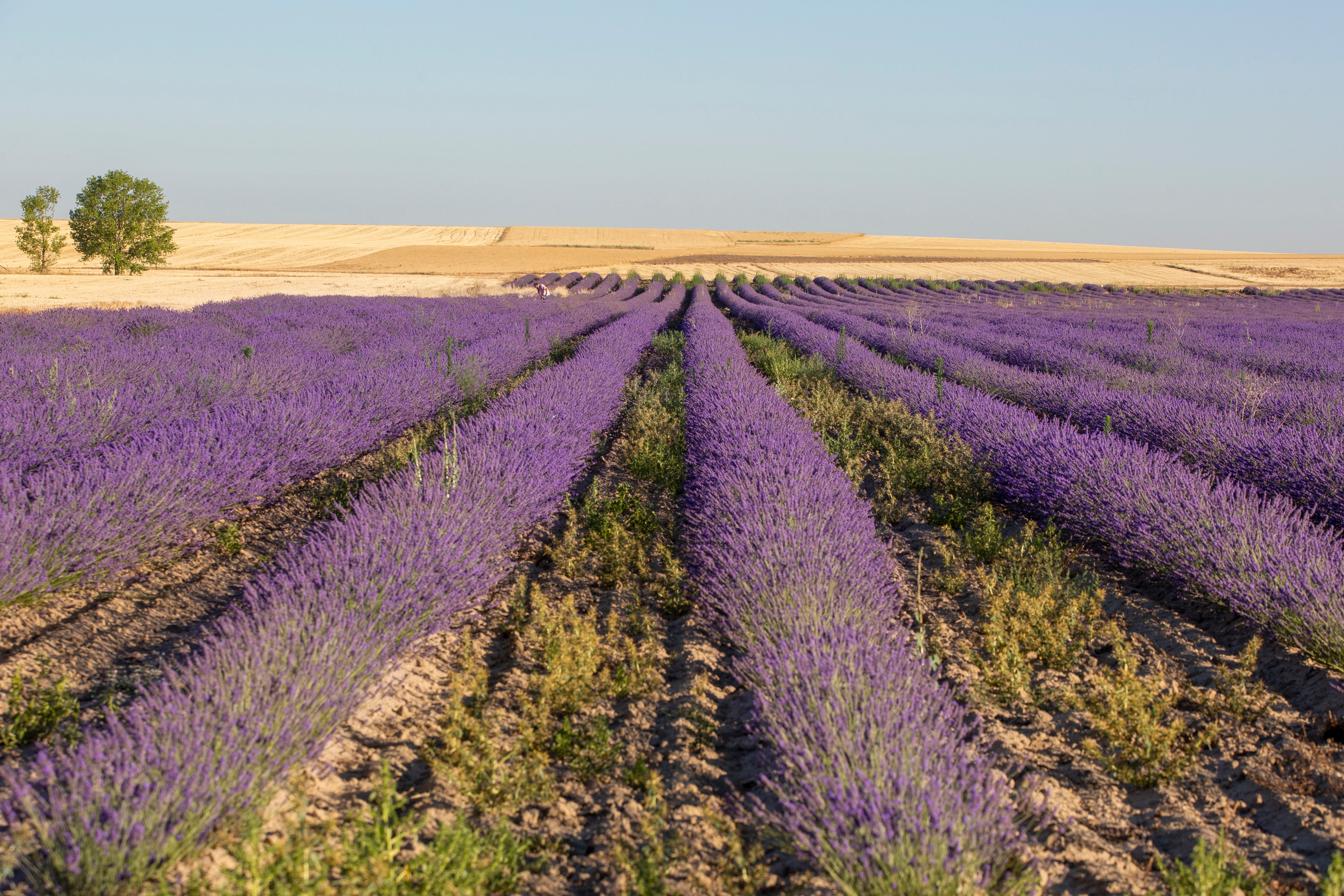 Campos de lavanda en San Esteban de Zapardiel, Ávila.
Ávila, 17-07-2022
Foto: Ricardo Muñoz-Martín