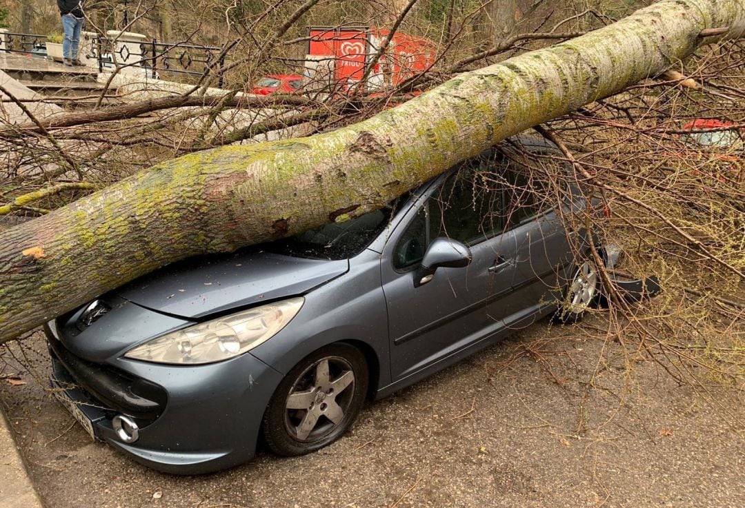 Un árbol caído por el viento aplasta un vehículo en Cuenca