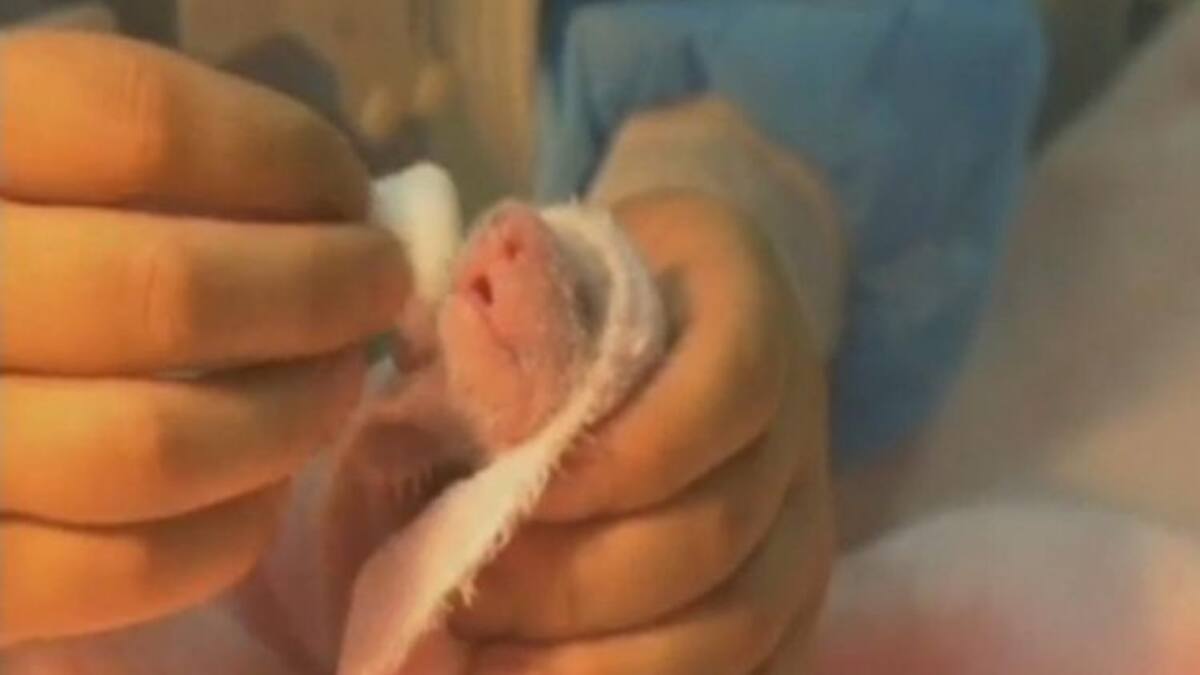 Nacen en China los primeros gemelos de oso panda de 2015