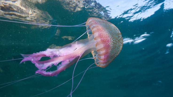 Un ejemplar de pelagia noctiluca, o avispa de mar