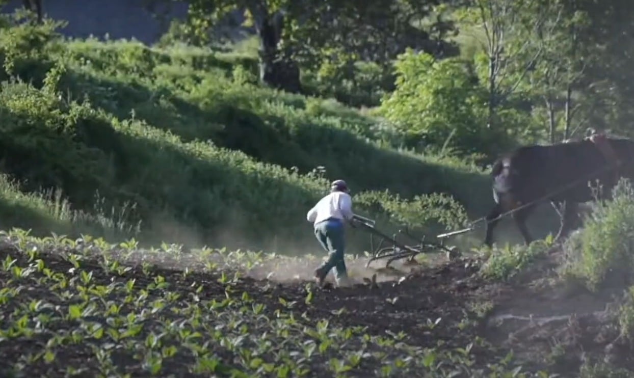 El tabac ocupa només el 5% de la superfície agrícola del país. La gran majoria d'explotacions es destinen a la ramaderia