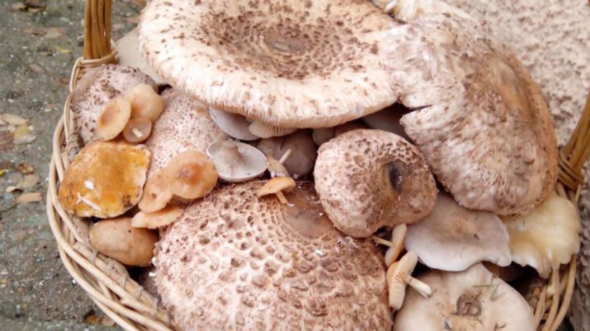 Habrá cotos de setas