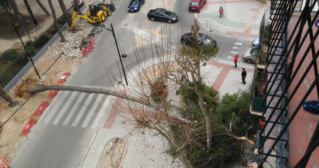 Imagen del árbol caído en Simón Abril