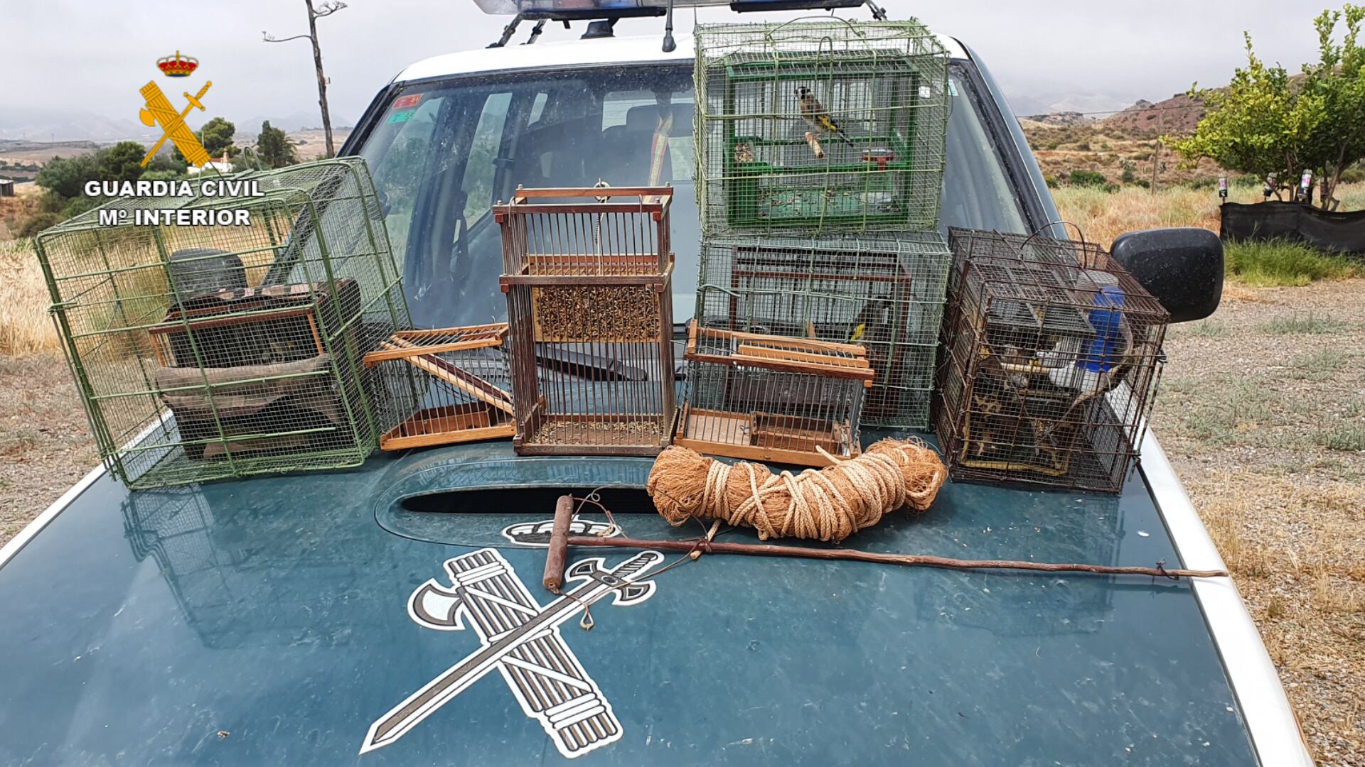 La Guardia Civil sorprende a un furtivo en Lorca mientras capturaba aves fringílidas