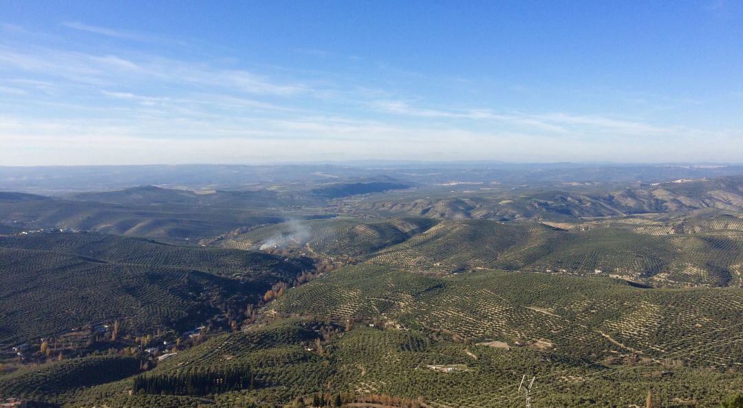 Paisaje del olivar.