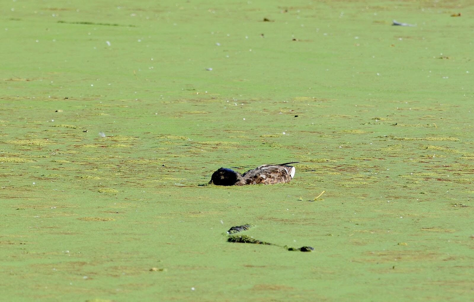 Aves en la laguna.