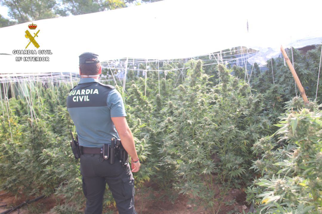 Plantación marihuana en Segorbe
