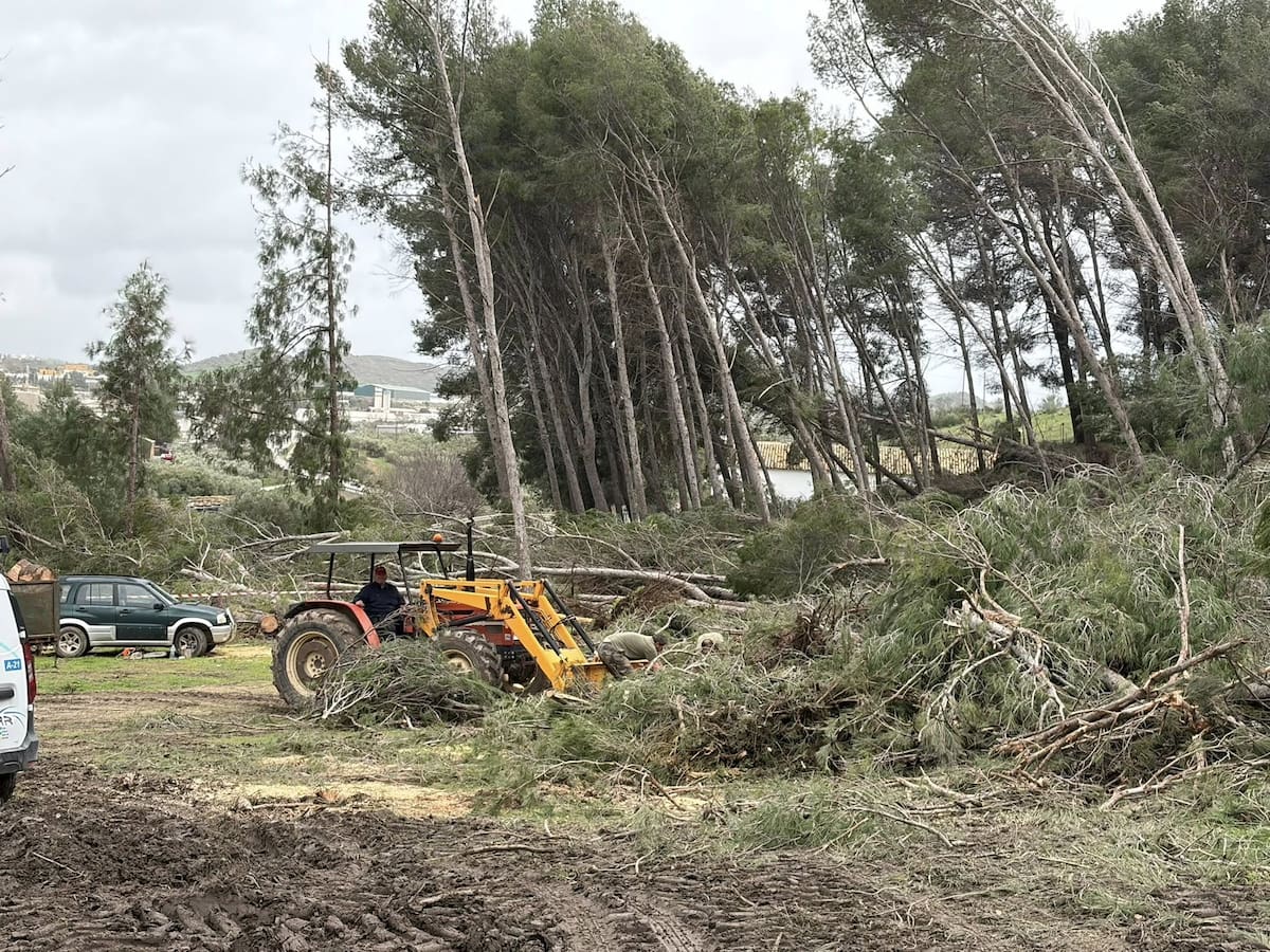 El temporal ocasiona daños en el pinar de Guadaíra, con la caída de casi un centenar de árboles