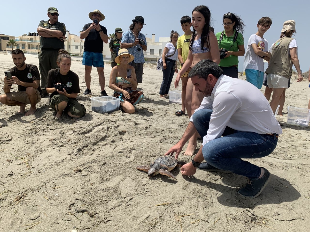 Se han devuelto al mar en La Manga 12 tortugas bobas