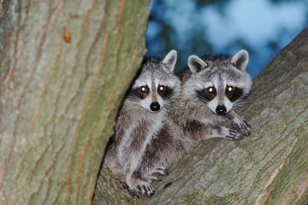 Dos mapaches en un parque de Nueva York