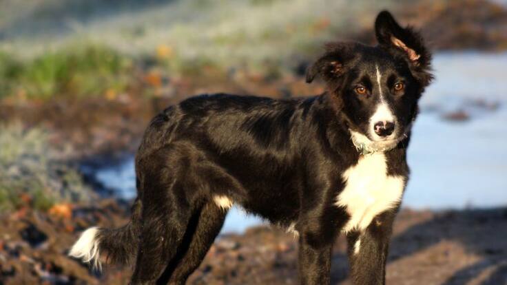 La verdad sobre perros y gatos C3