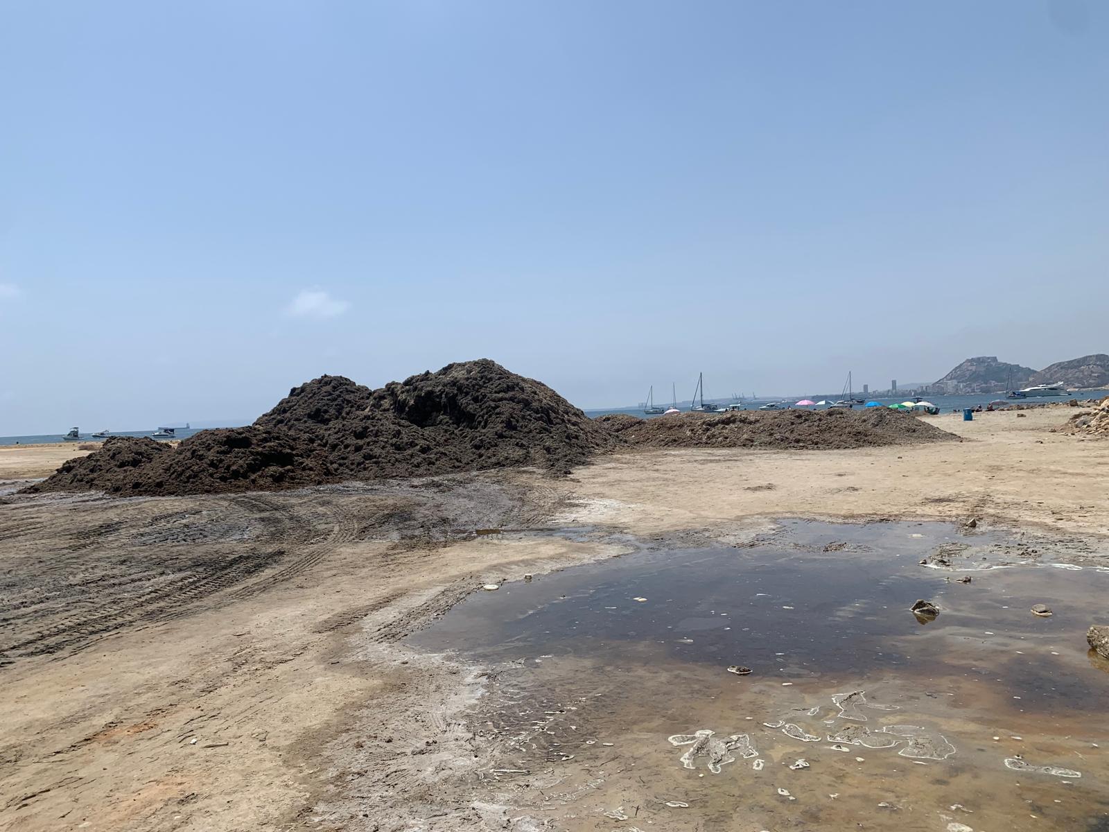 Las montañas de algas se acumulan en la Almadraba y en San Gabriel