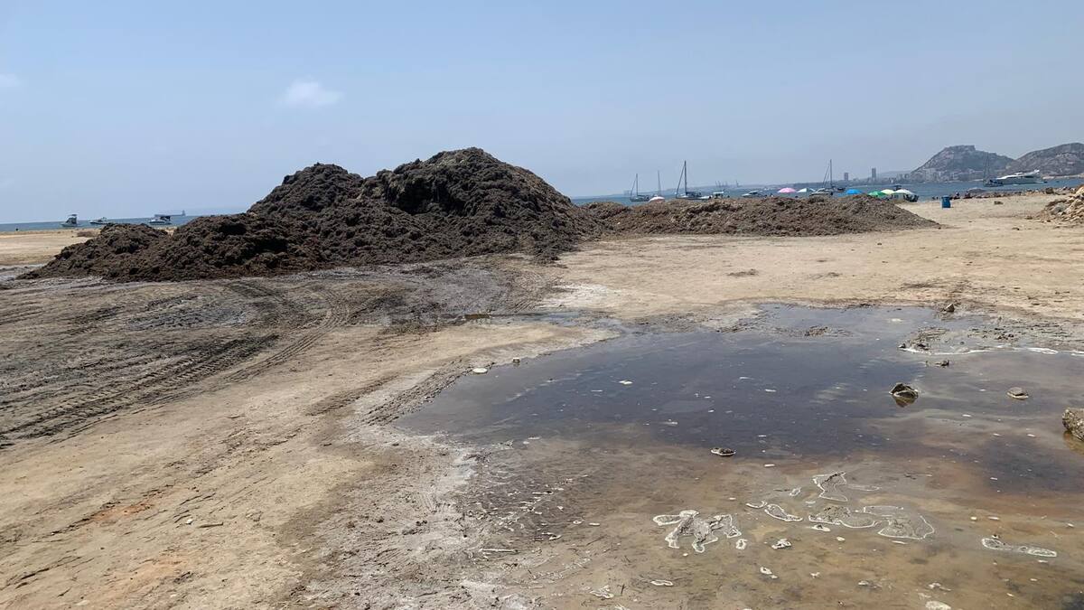 El PSOE exige la retirada inmediata de los montones "de alga común y mugre" en las playas de San Gabriel y la Almadraba
