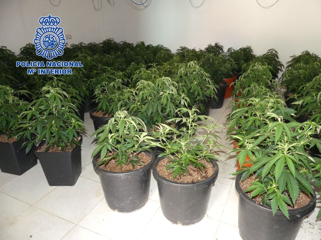 La policía incauta 11 kilos de marihuana en Alcantarilla