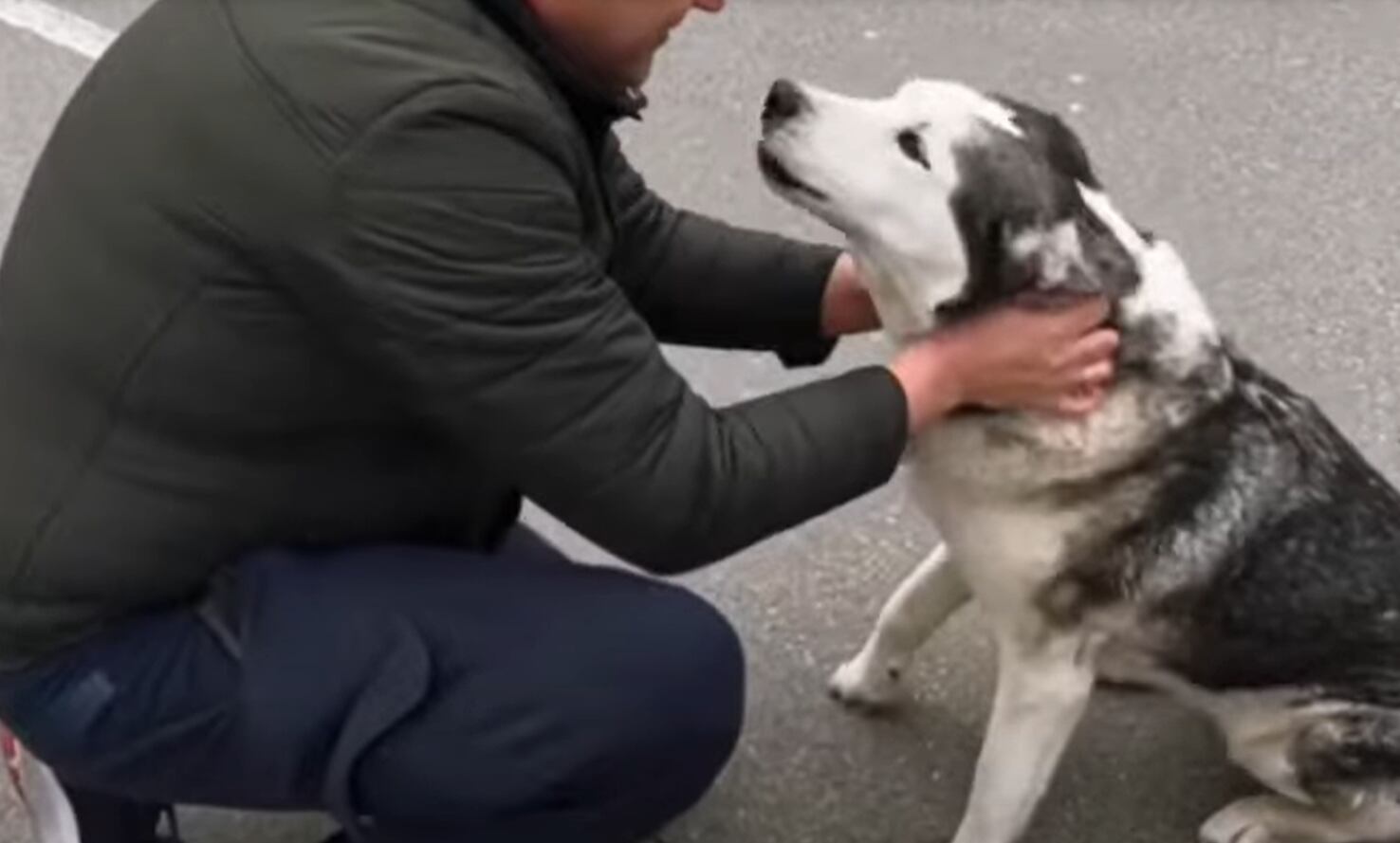 La perra se reúne con su dueño.