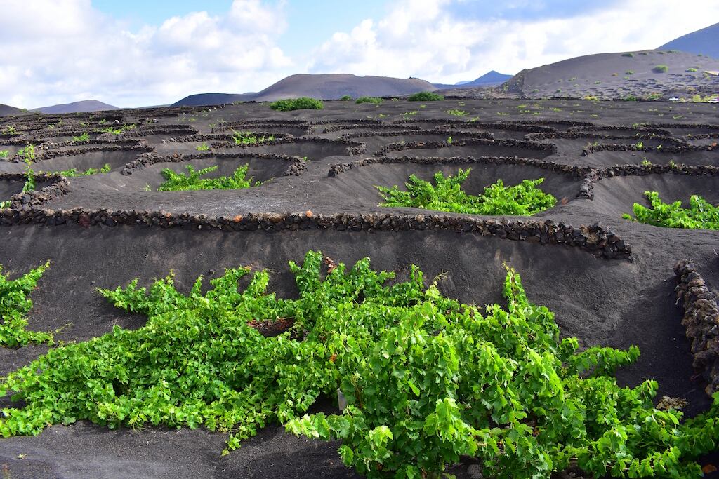 La Geria, en Lanzarote.