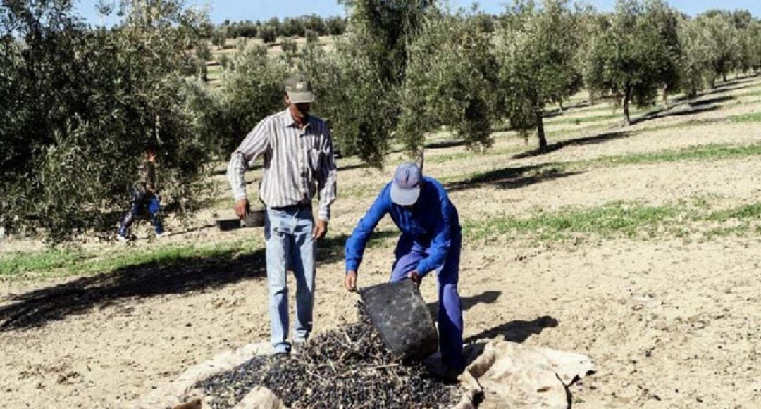 Alcalá la Real lanza una campaña para crear una bolsa de viviendas de alquiler a temporeros inmigrantes