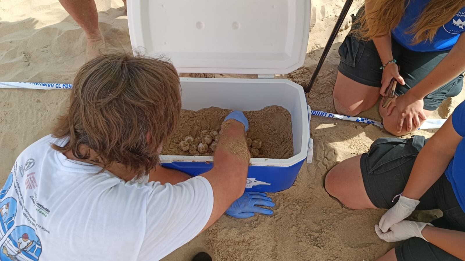 Detectan en Arenales la primera puesta de tortuga boba en España esta temporada