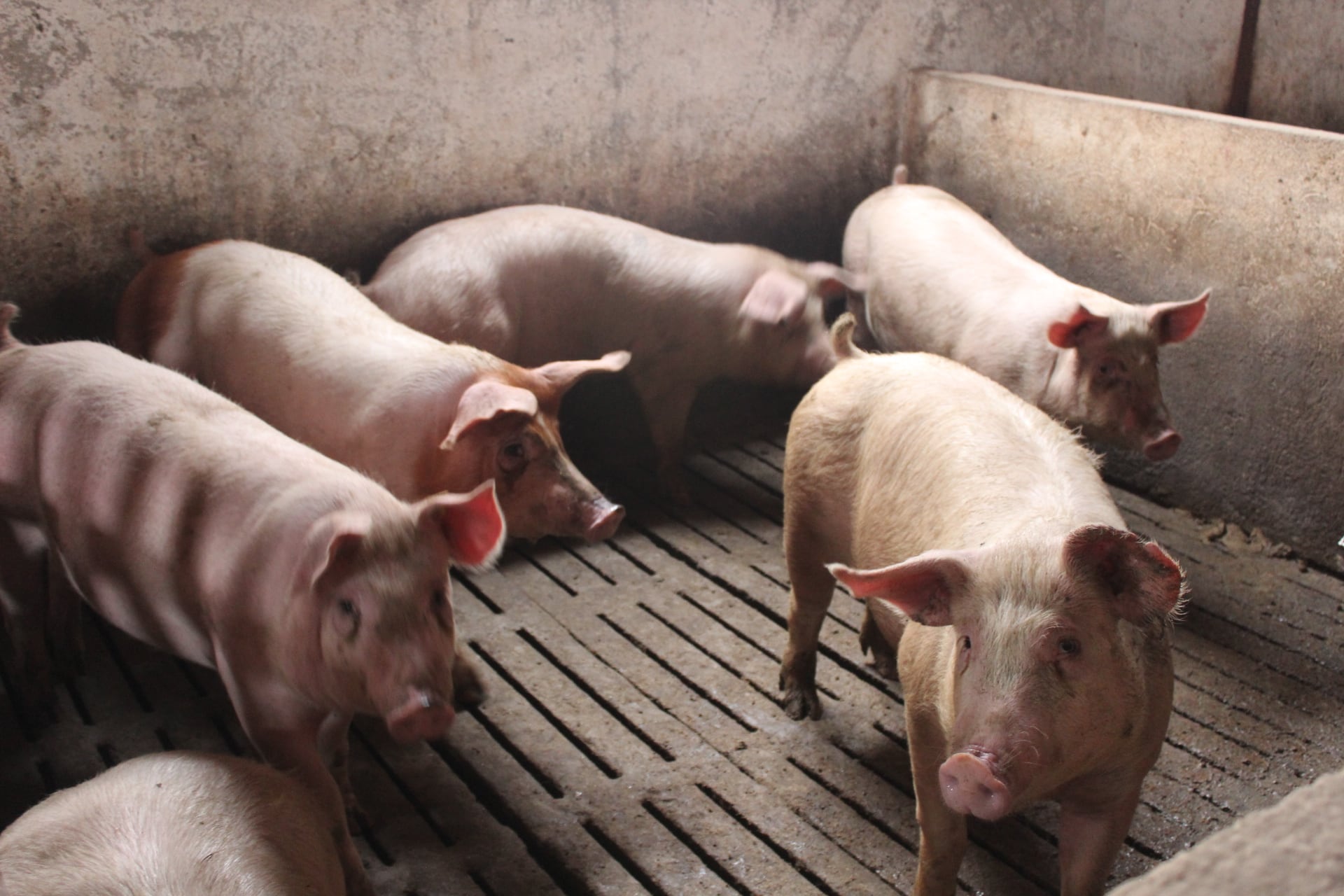 Cerdos de una granja de porcino de Puerto Lumbreras