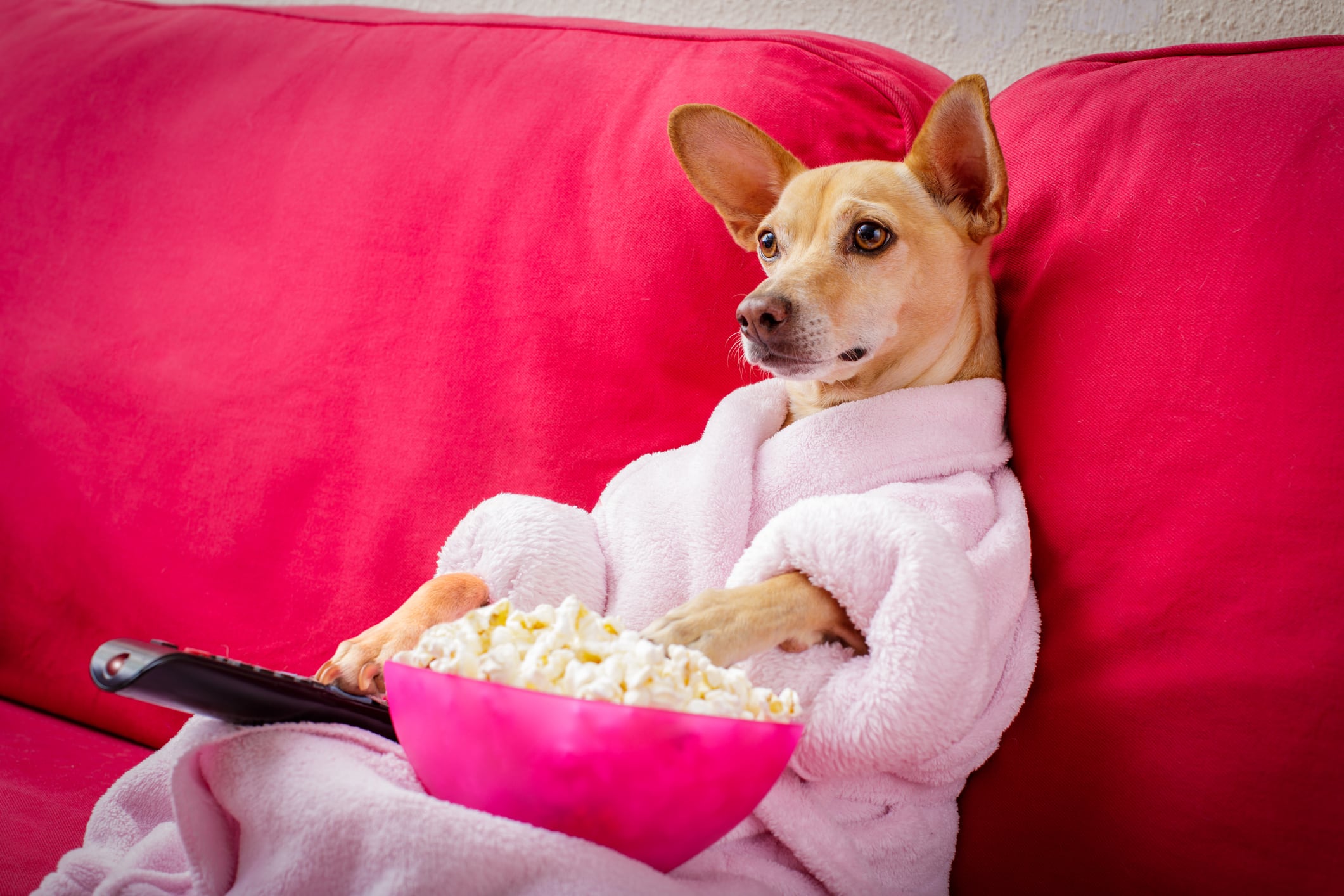 Perro viendo la televisión