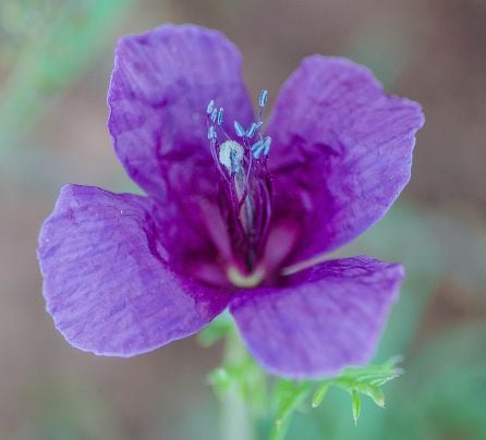 Amapola Híbrida