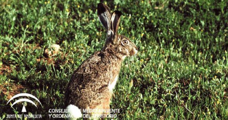 Un ejemplar de liebre.