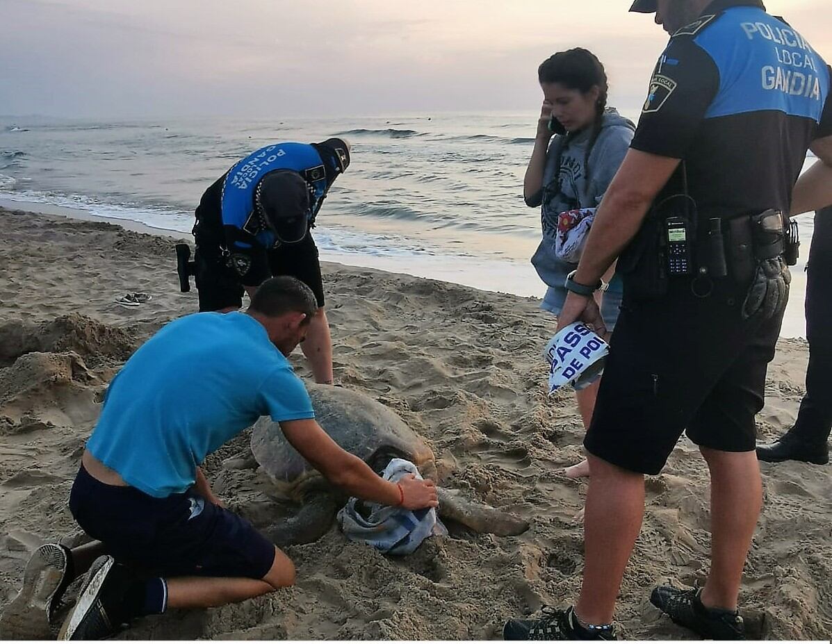 La tortuga Borgia que ha aparecido esta mañana en la playa de Gandia.