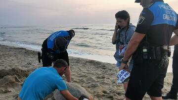 Borgia, así han bautizado a la tortuga que esta mañana ha aparecido en la playa Nord de Gandia