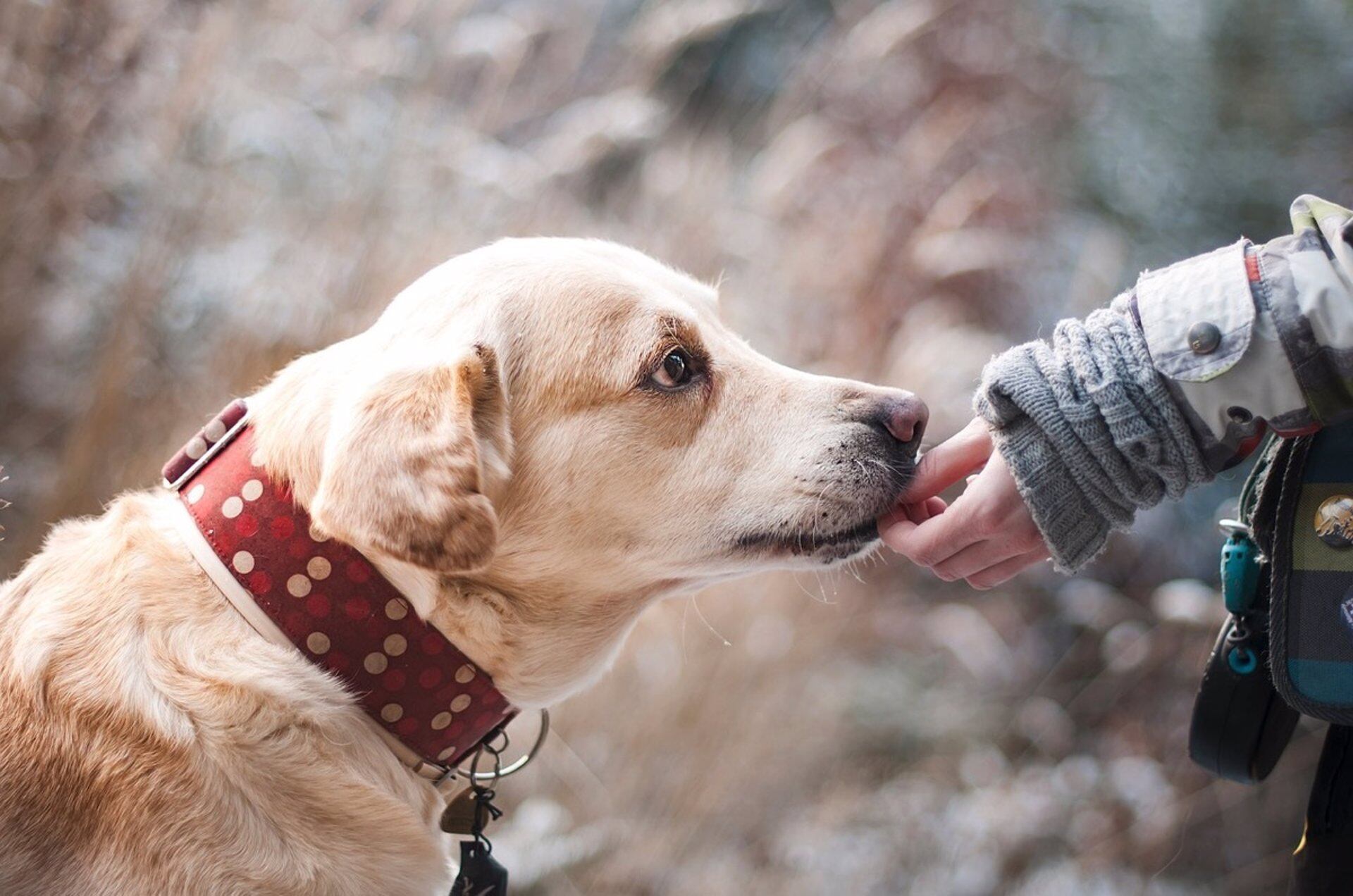 Perro adiestrado para terapia asistida