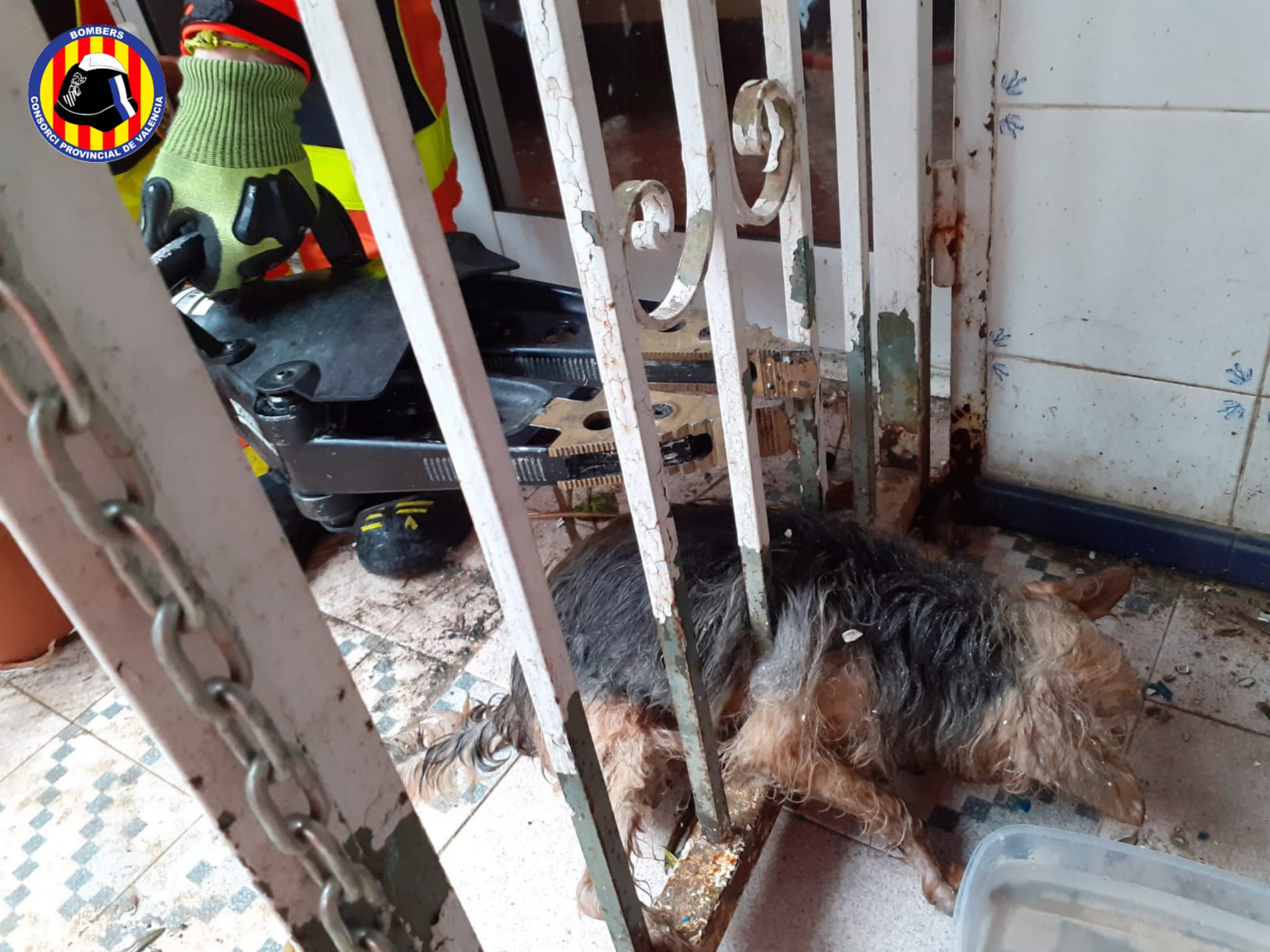 Perro atrapado en una reja en Gandia