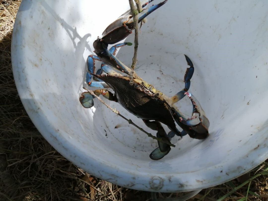 Cangrejo azul (Callinectes sapidus). CAIB