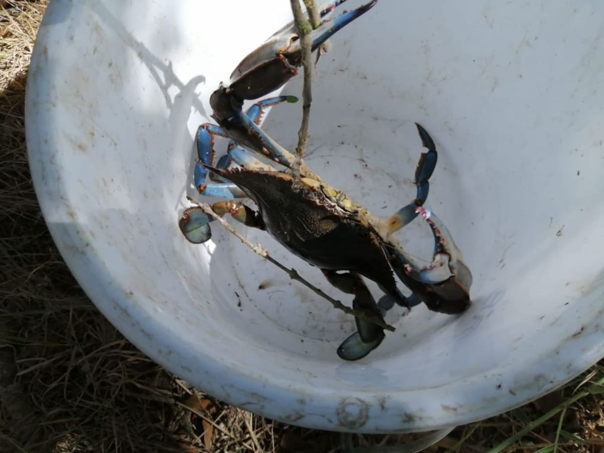 Se multiplica por 10 el número de actas por pesca furtiva en s'Albufera y s'Albufereta