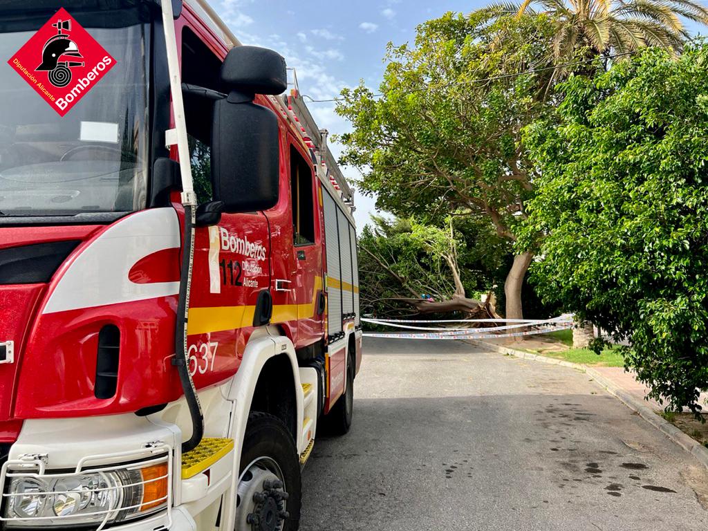 Los bomberos del Consorcio Provincial en una intervención en Orihuela por la caída de un árbol