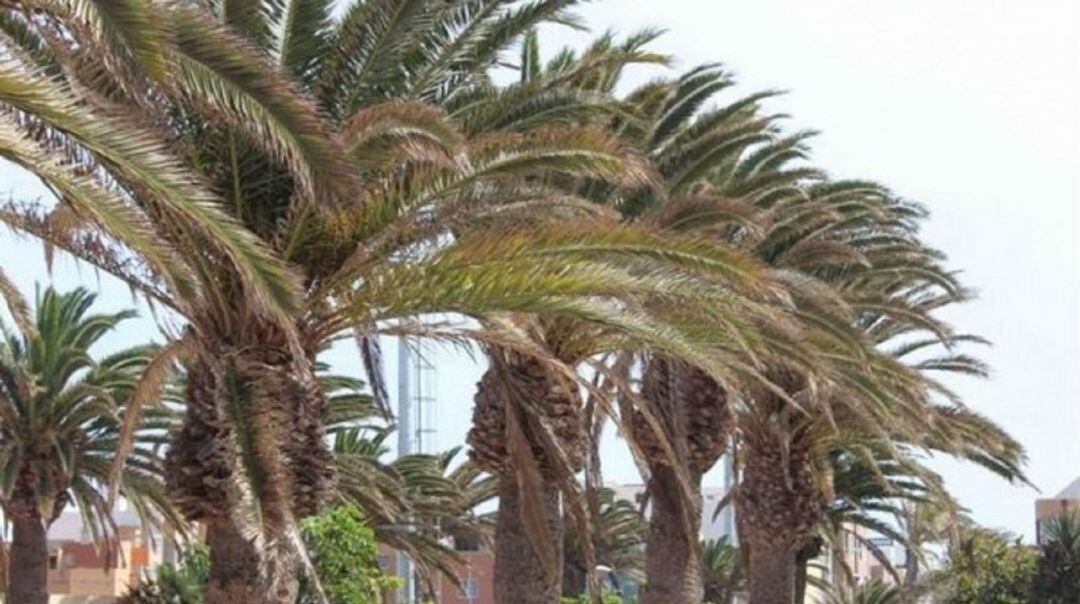 Palmeras en Lanzarote.