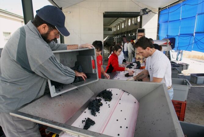 Selección de uva en Quinta Sardonia