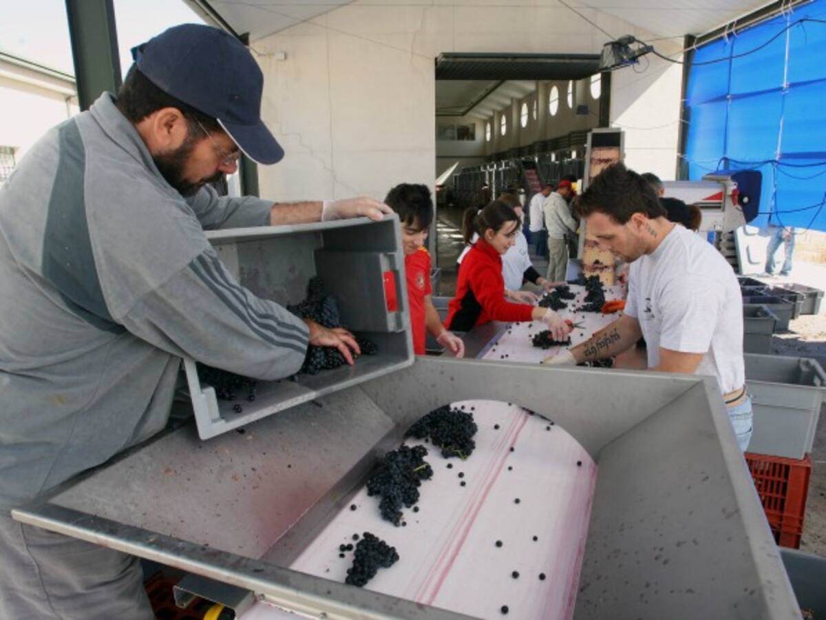 La lluvia frena la última fase de la vendimia en Ribera y Cigales, con producciones "excelentes"