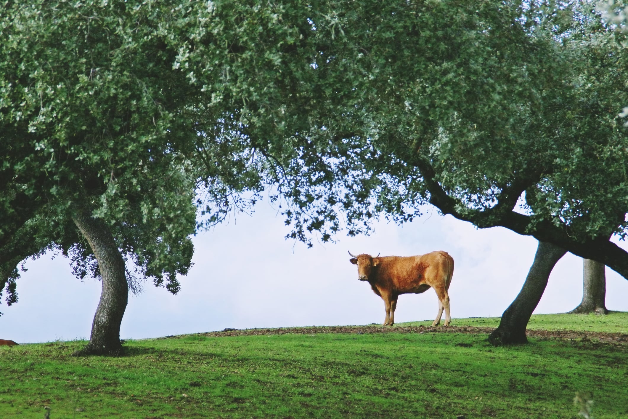 Una vaca en una dehesa en la provincia de Badajoz (Extremadura).