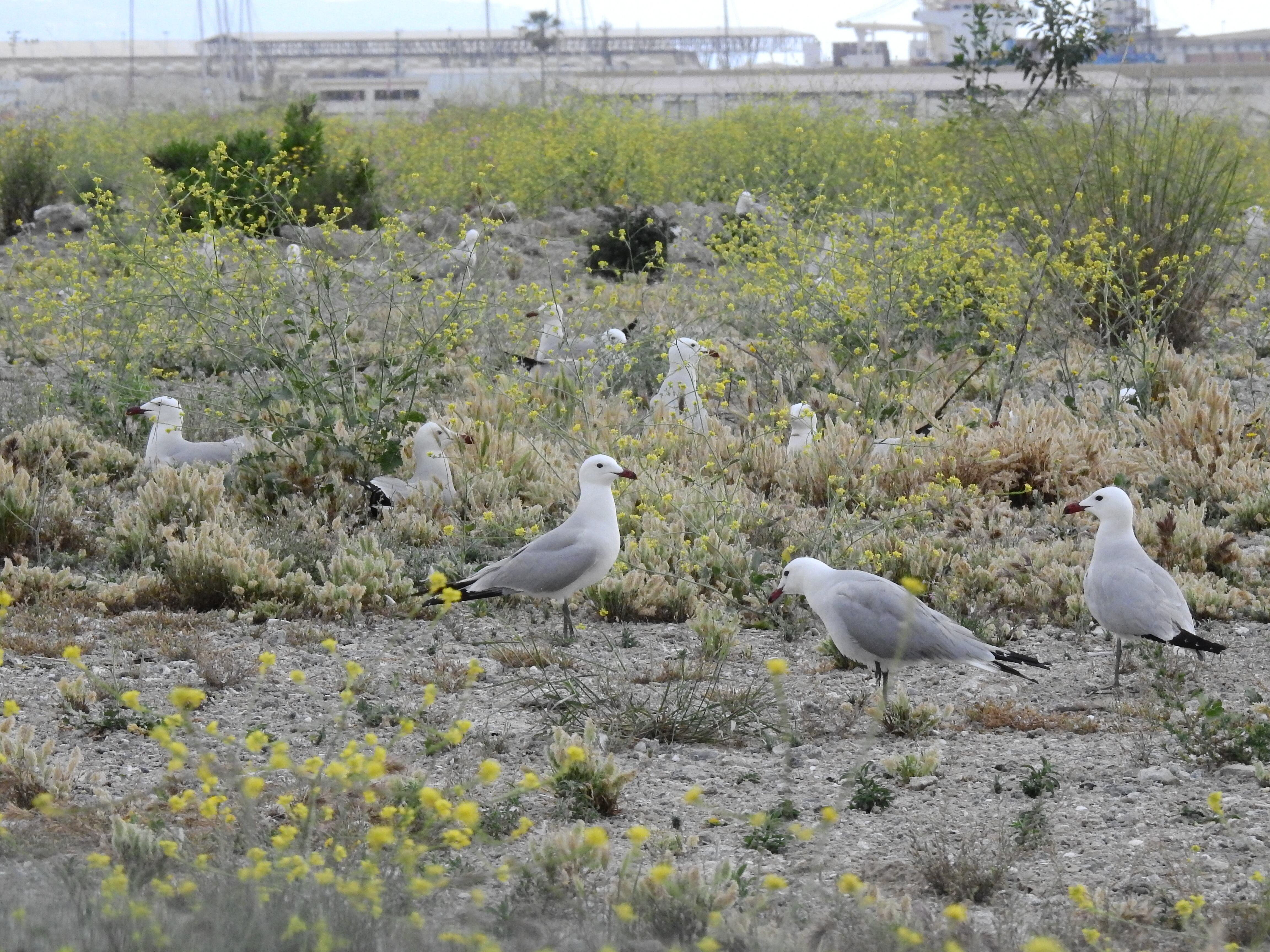 Los mayores incrementos se observan en las colonias del puerto de Sagunto y el parque natural de la Mata-Torrevieja.